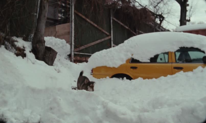 A dog is running outdoors in a suburban city