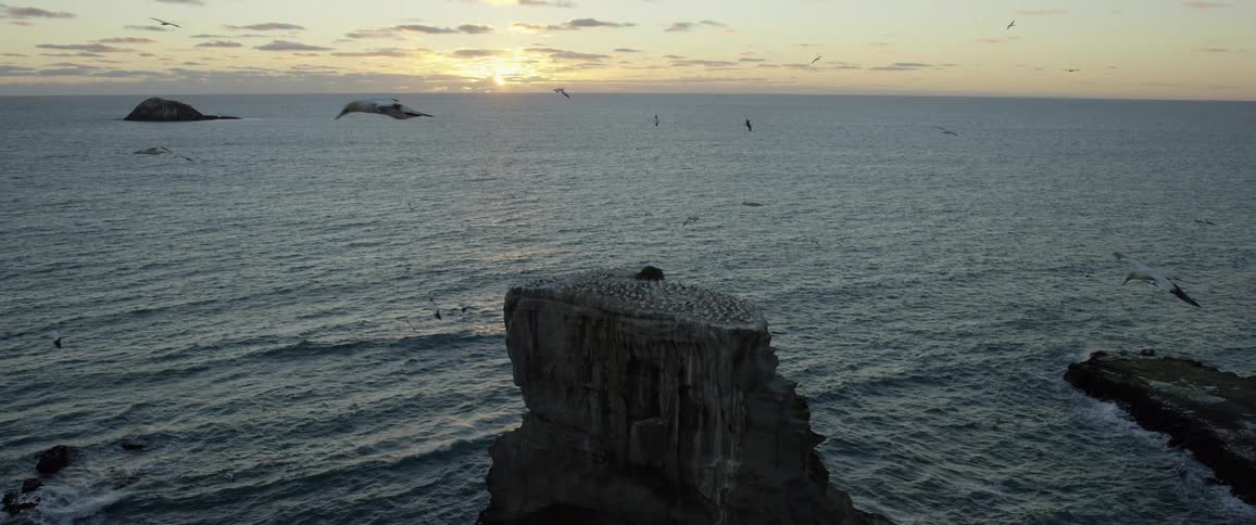 Dozens of birds fly over rippling waves in the ocean