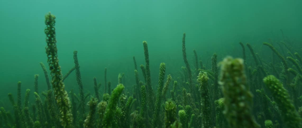 Plants on the ocean floor is displayed during the day