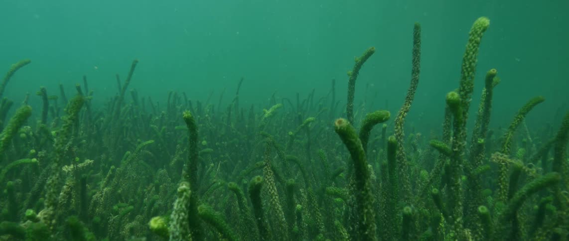 An underwater shot of plants in a coral reef on the ocean floor