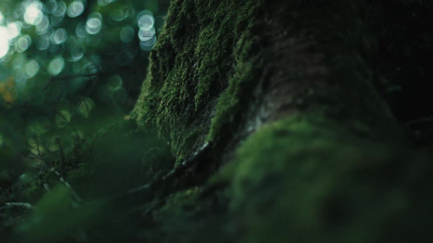 Green moss grows on the trunk of a tree in the woods