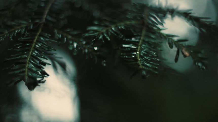 Close up of coniferous twigs