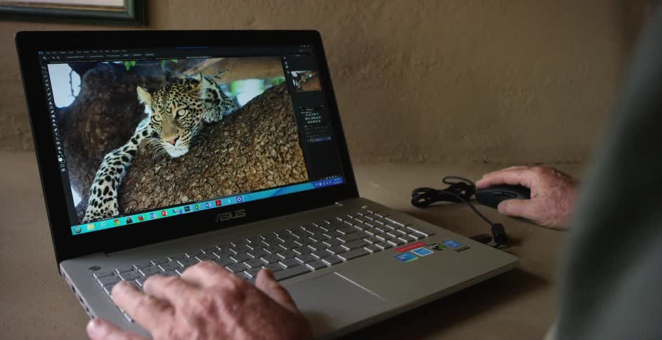 Man zooms in at a picture of a jaguar on his laptop