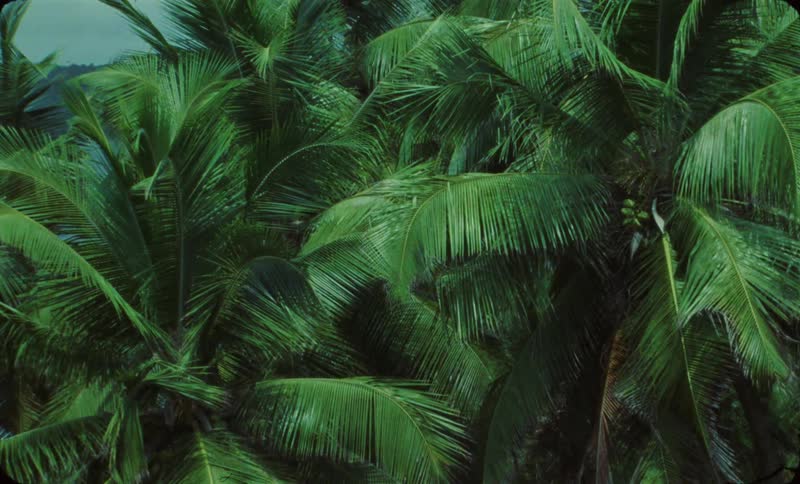 Close up view of tropical trees during spring