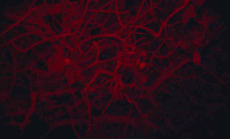 Close up of twisted tree branches under red lights at night caught on vintage film