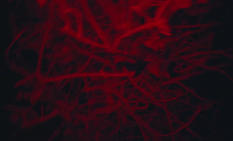 Red light illuminates tangle surrounding plant leaves at night