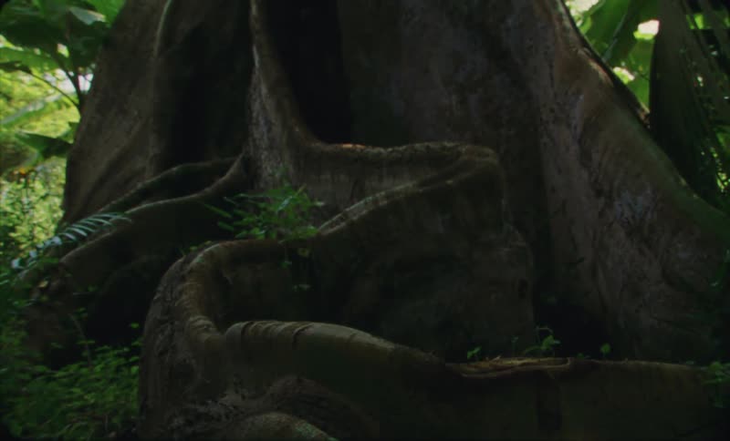 Roots and trunk of a large tree in the tropical forest caught on vintage film