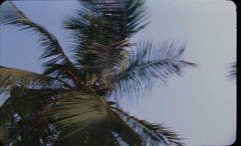 Film footage of palm trees is displayed at dusk