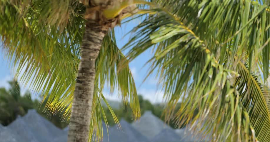 Thatched roof huts sitting over blue water surrounded by palm trees