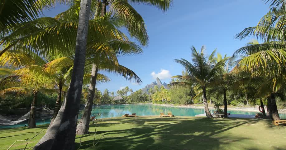A natural pool surrounded by palm trees on a sunny day