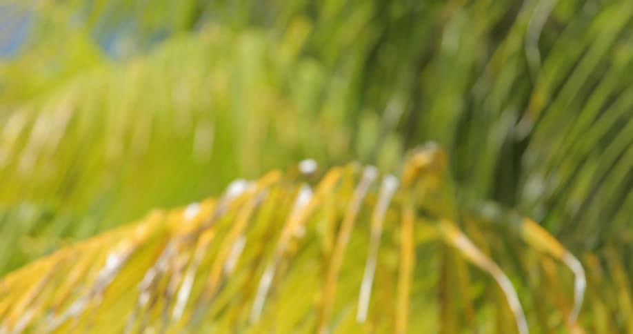 The blowing fronds of a palm tree come into focus