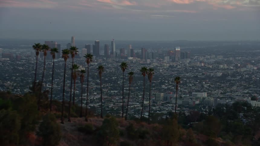 Fly over hilltop palm trees at twilight to reveal the epic Downtown Los Angeles skyline in Southern California