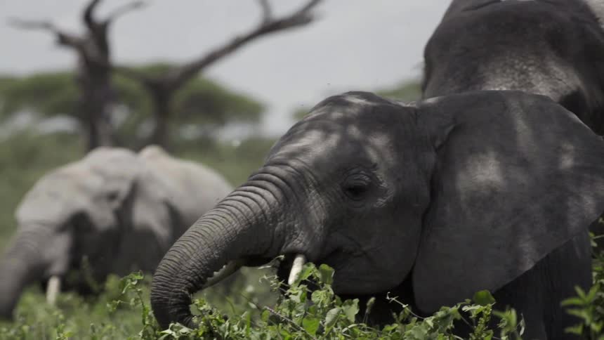 Elephants are eating branches on a field