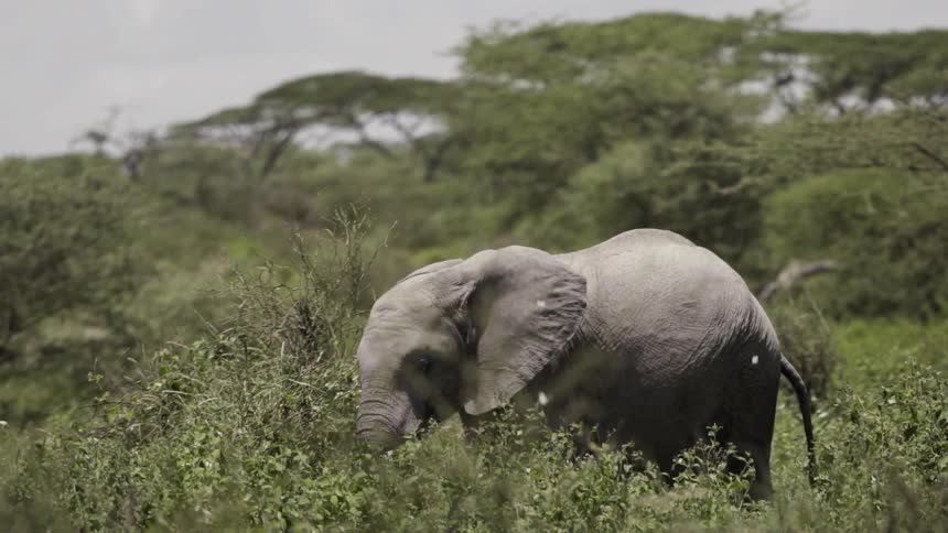 Baby elephant eating a plant in the wild