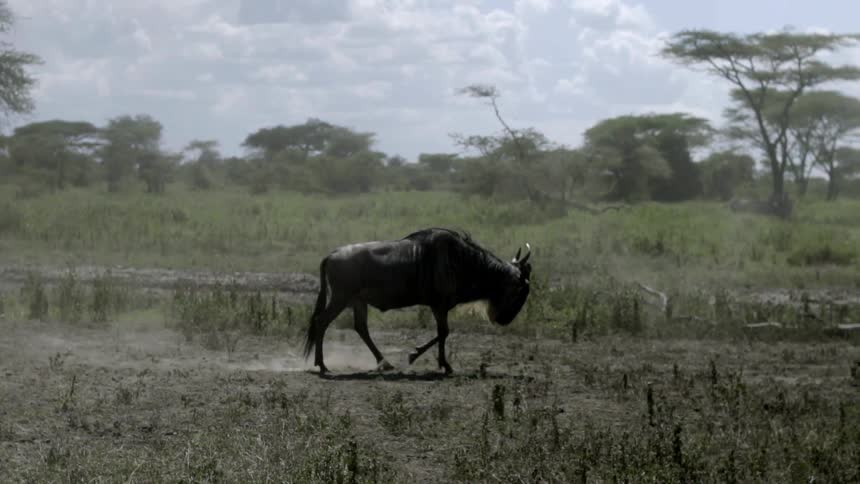 A horned animal walks over a dusty field