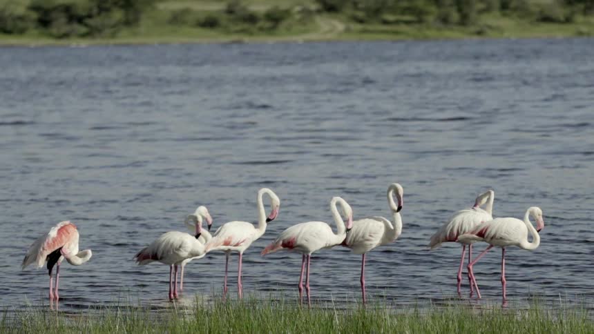 Flamingos stand in a body of water