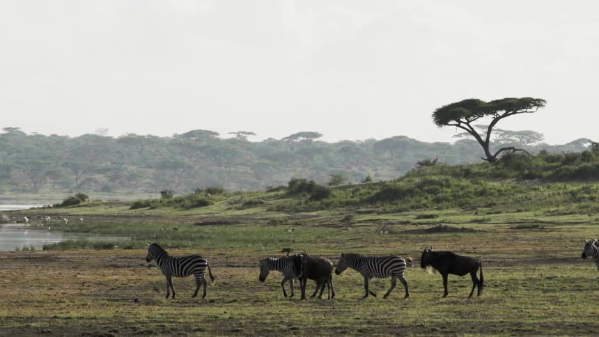 A field of zebras and other animals walking to a water hole