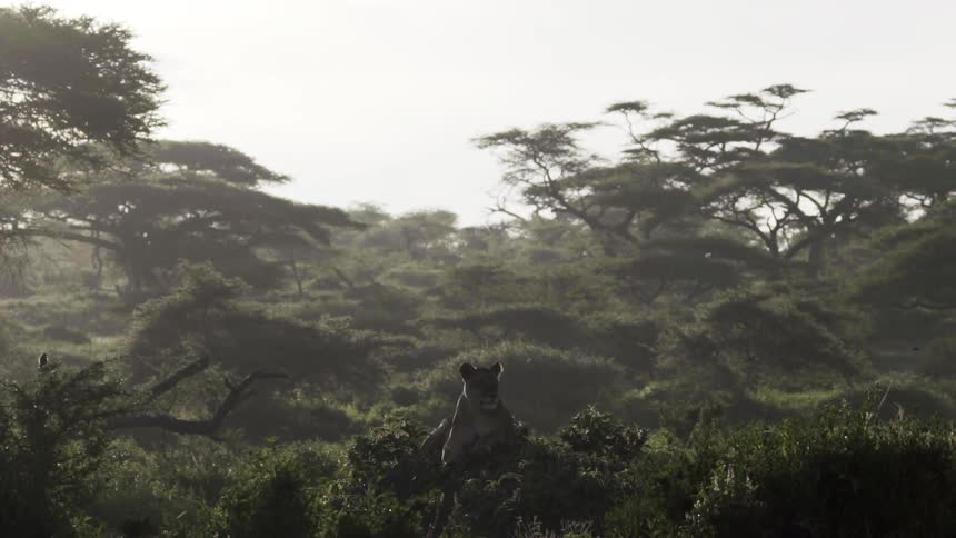 A lioness lays amongst shrubs