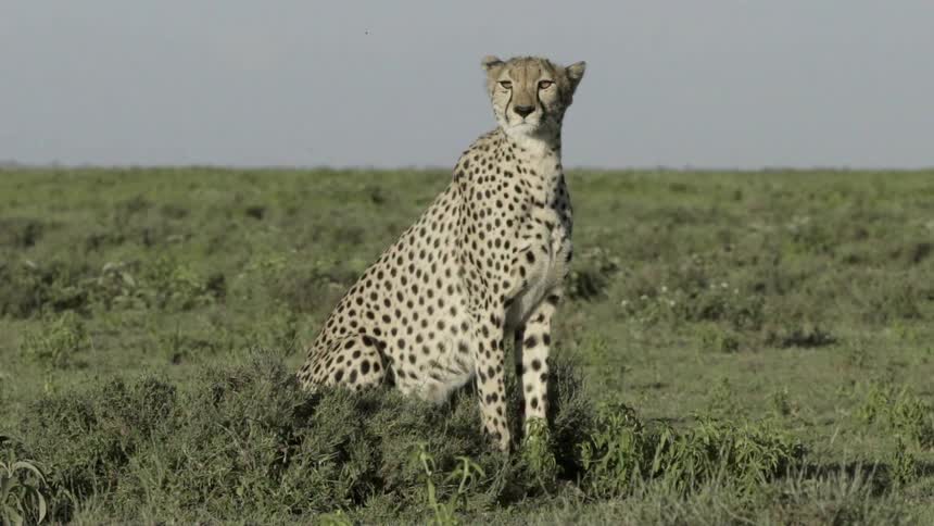 Cheetah sitting calmly in an open field