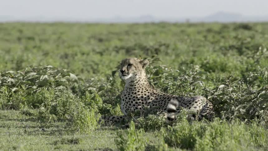 A cheetah sits in the grass and looks around