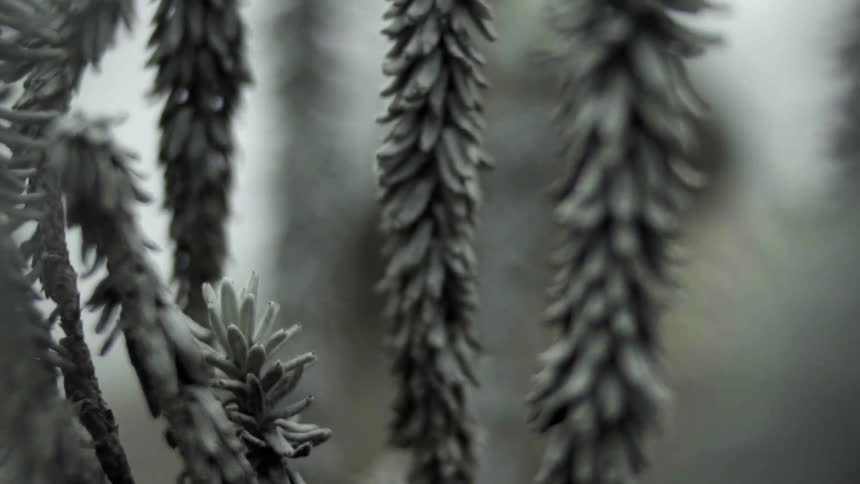 Tree branches come into focus