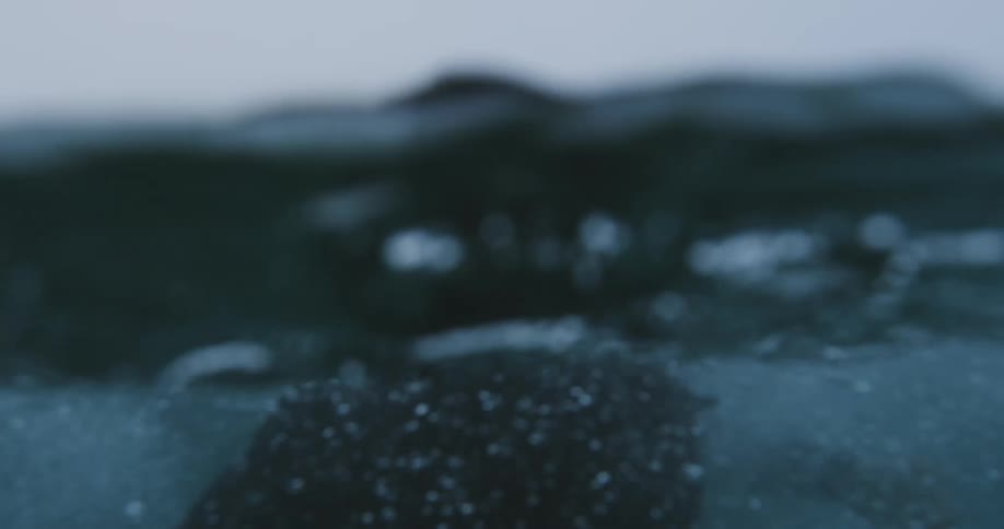 Male swimmer wearing a wet suit swims to the surface and floats breathing deeply