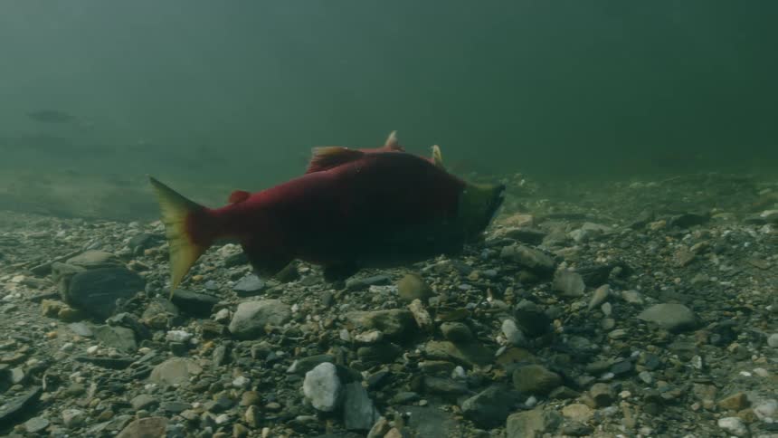 Sockeye salmon swimming and spawning in a lake