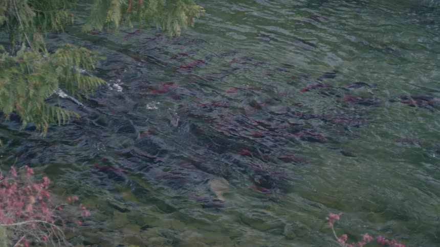 View of Sockeye salmon spawning during salmon migration in a river during fall