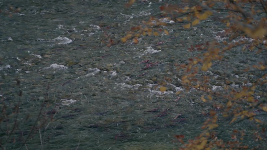Sockeye salmon run in a fast flowing mountain river seen from the riverbank during fall