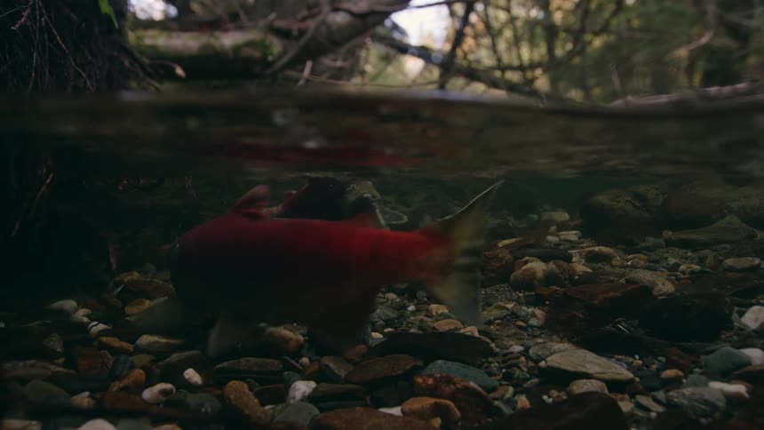 An underwater shot of fish in a rocky stream with trees and branches above the water