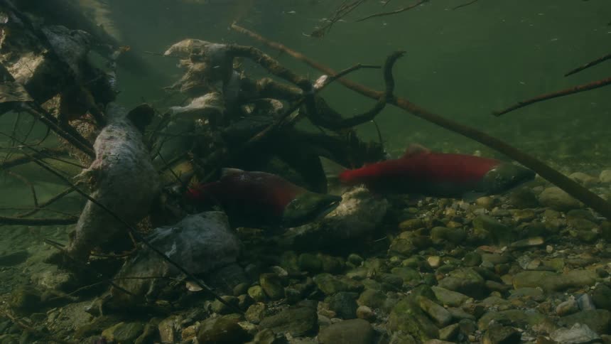 An underwater shot of red fish swimming near debris on the ocean floor