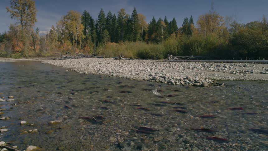 Sockeye Salmon spawning in a shallow stream