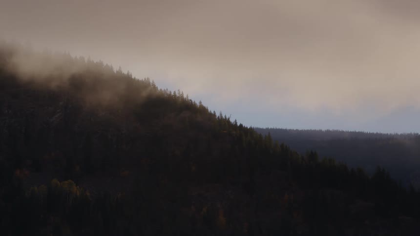 Mountain forest in fog
