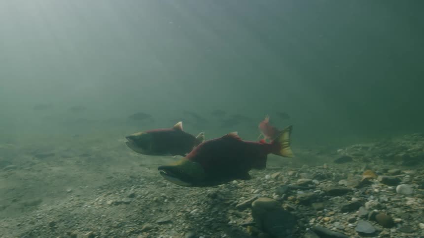 A view of fish swimming and spawning in a lake