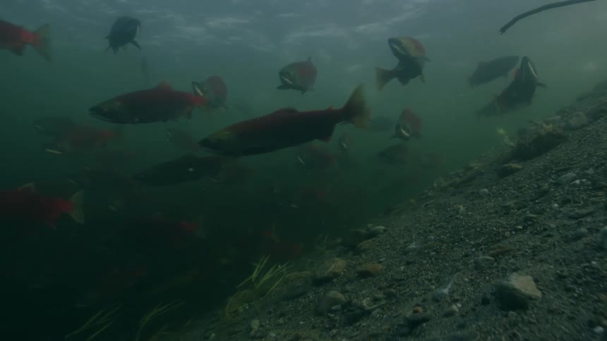 A school of fish, sockeye salmon are swimming as sunlight shines from above