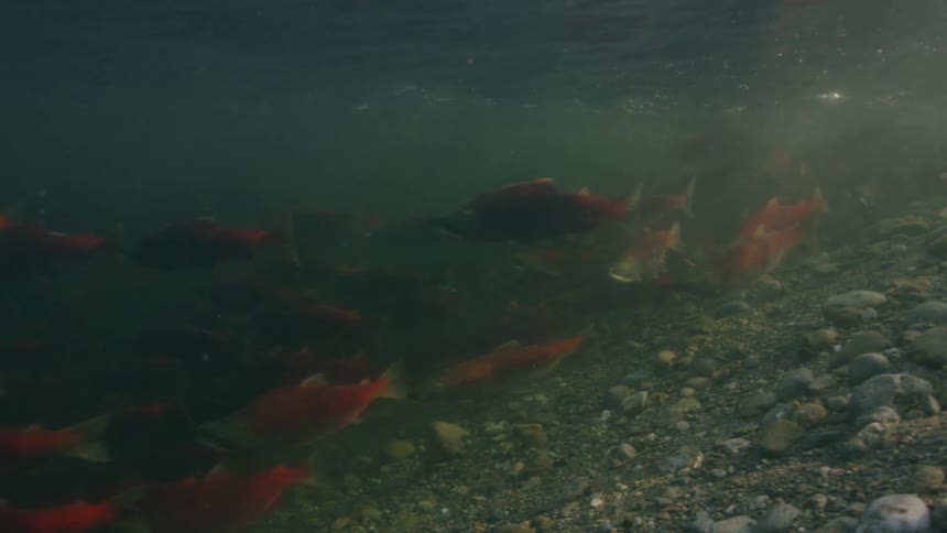 A school of fish swim above rocks in the ocean