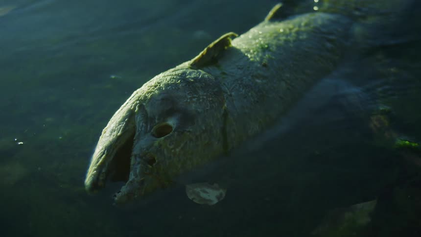 A dead fish is floating in the water