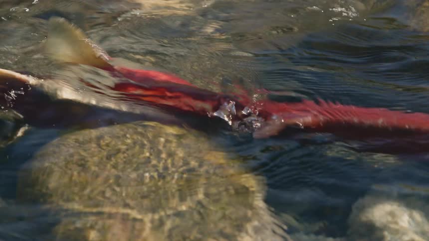 A small fish swims over river rocks