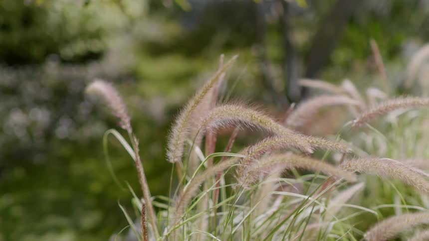 Tall reeds in the wind in a forest