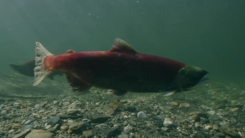 Fish are swimming underwater