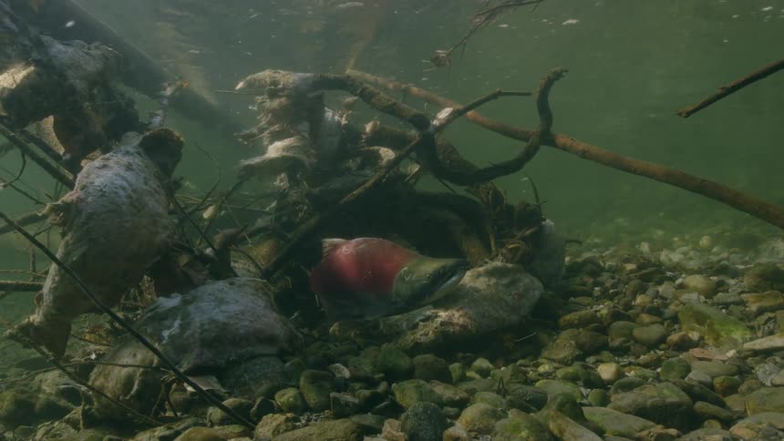 Sockeye salmon with other dead salmon that died after completing spawning