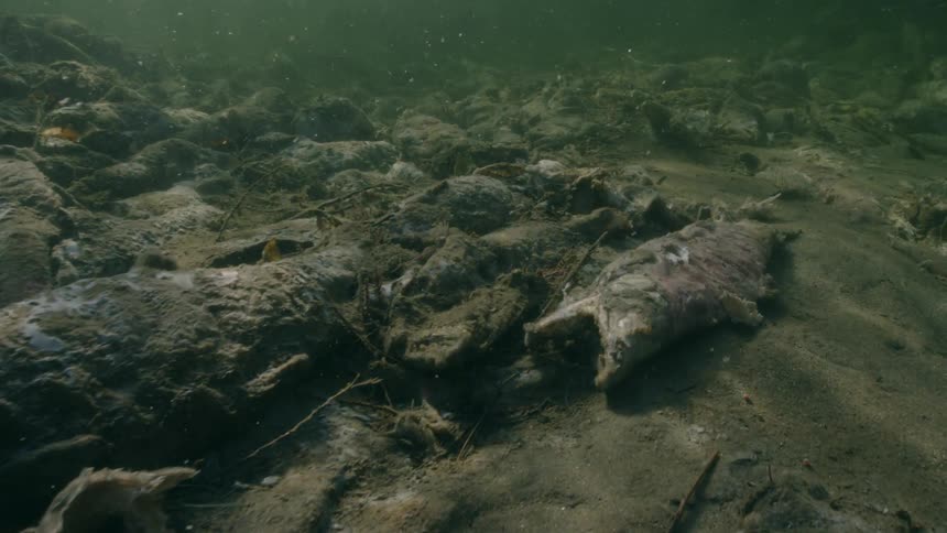 Sunlight reflects on salmon that died after spawning, along the river bottom