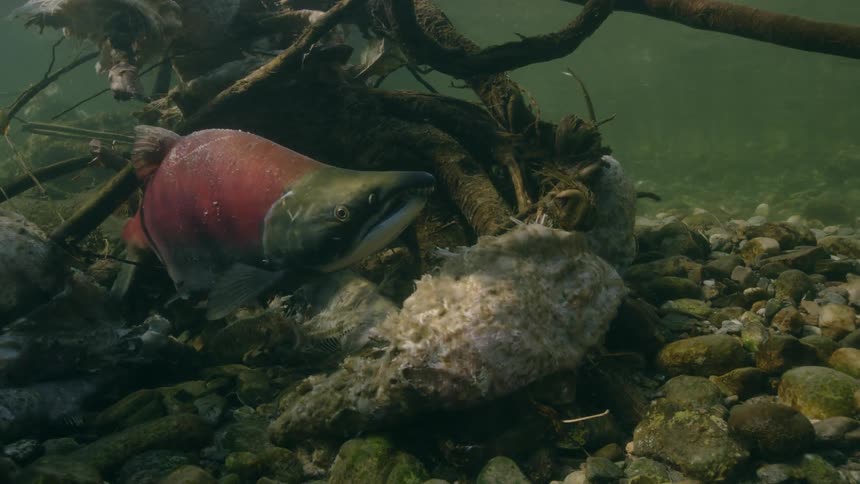 Green and red fish swims above riverbed near tangled branches and other dead salmon that died after spawning
