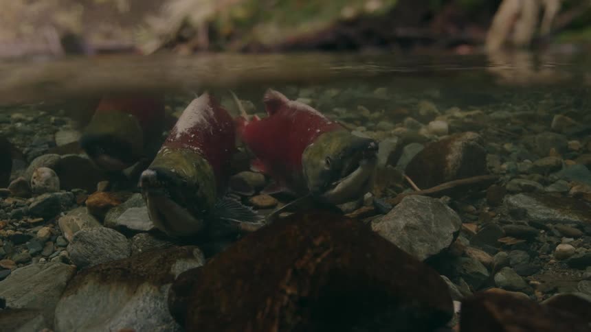 Red fish in shallow flowing water with rocks at the bottom
