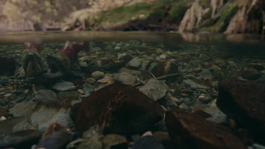 Two fish fight during spawning in a small creek