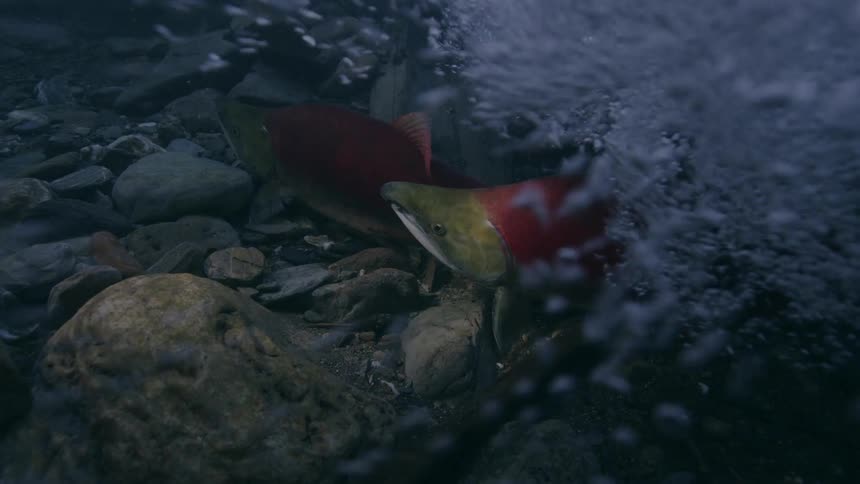 Bubbles in the water rapidly flow as fish are moving on the seabed