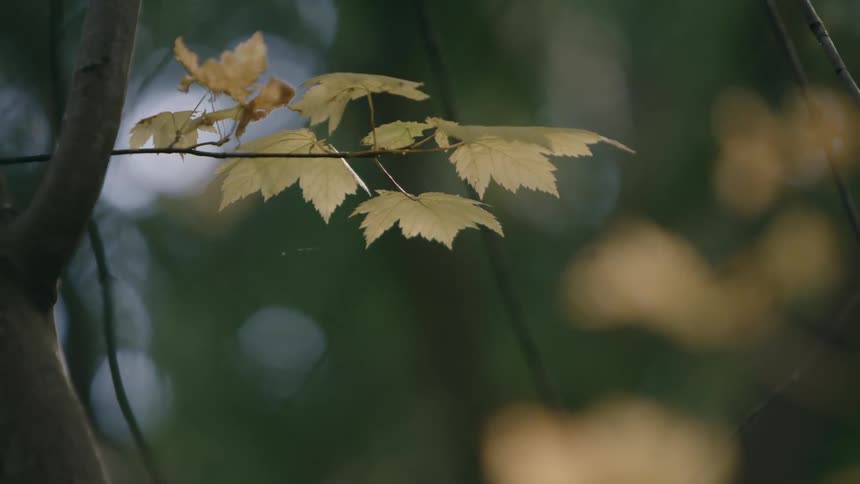 A small branch has a group of leafs sprouted from it as then shift in the breeze