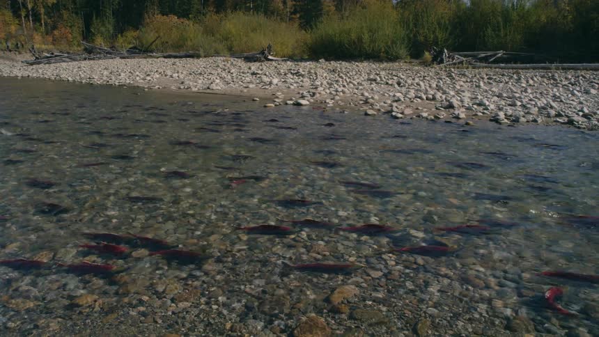Sockeye Salmon spawning in the shallow water of a small river