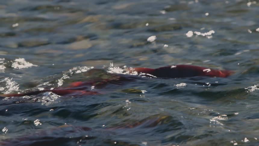 Fish are swimming in the stream