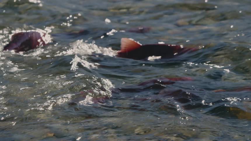 Sockeye salmon swimming in river